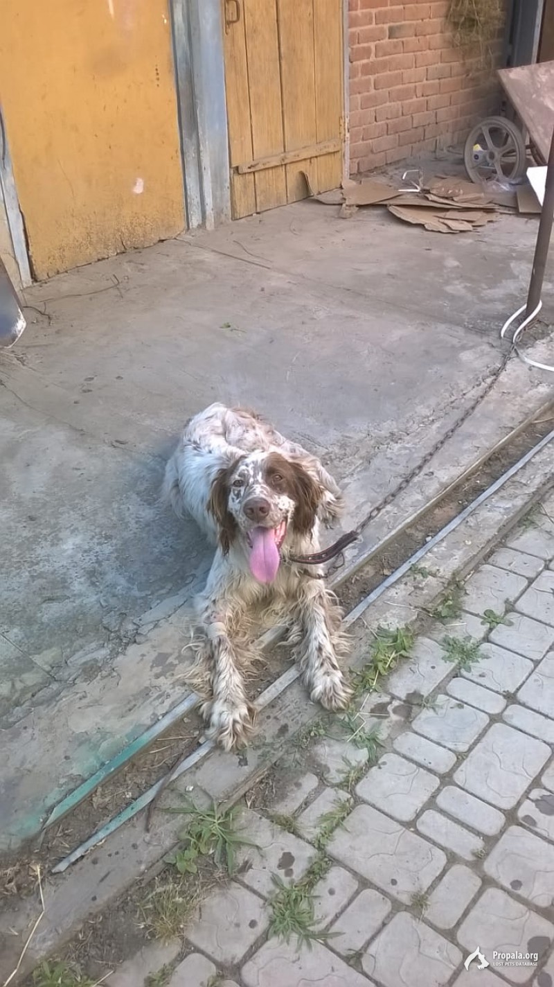 Найдена собака