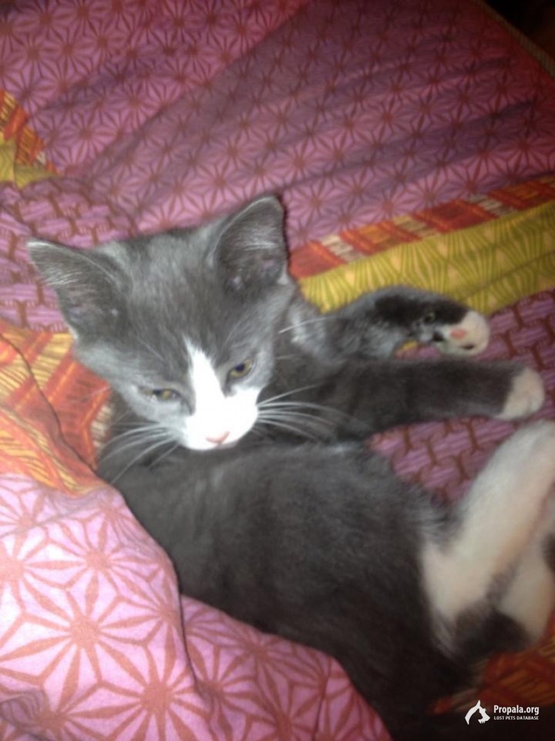 пропала в июне 2019 ушла из д Липицы