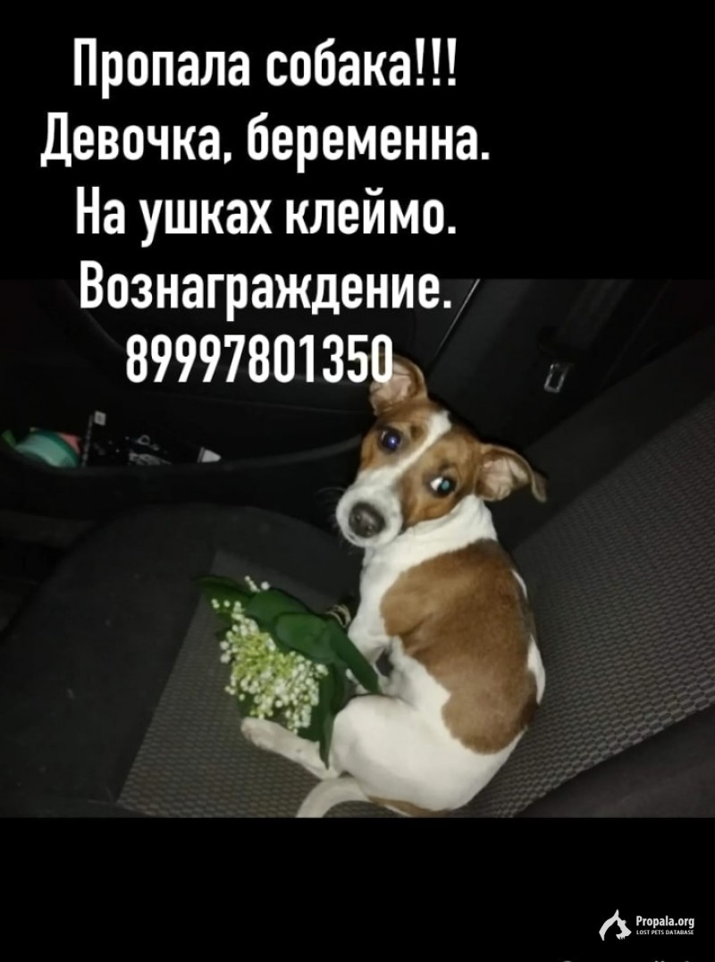 Пропала девочка беременная