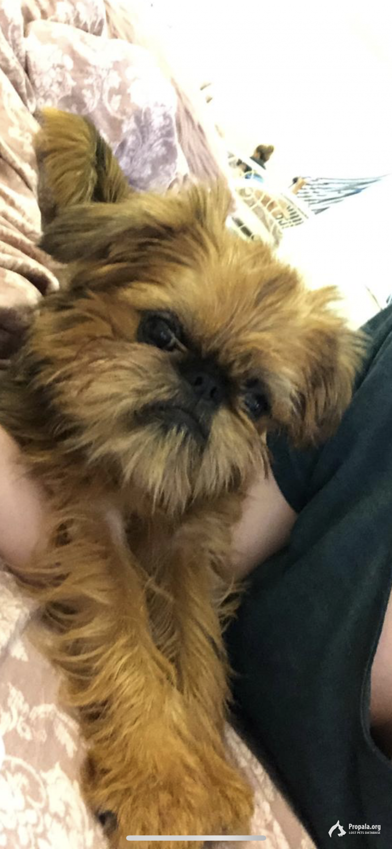 Пропала собака, кличка Ева, очень пугливая