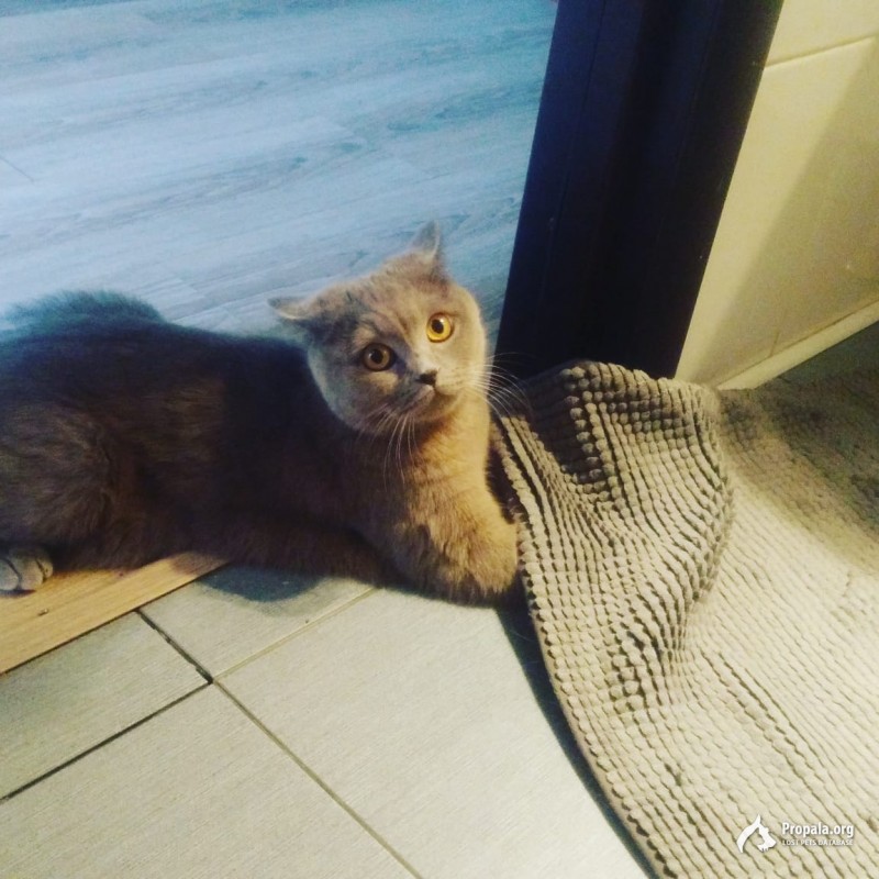 Потерялась кошка!!!!