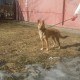 Пропала собака по кличке Рэй