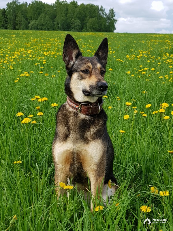 Помогите найти любимую собака