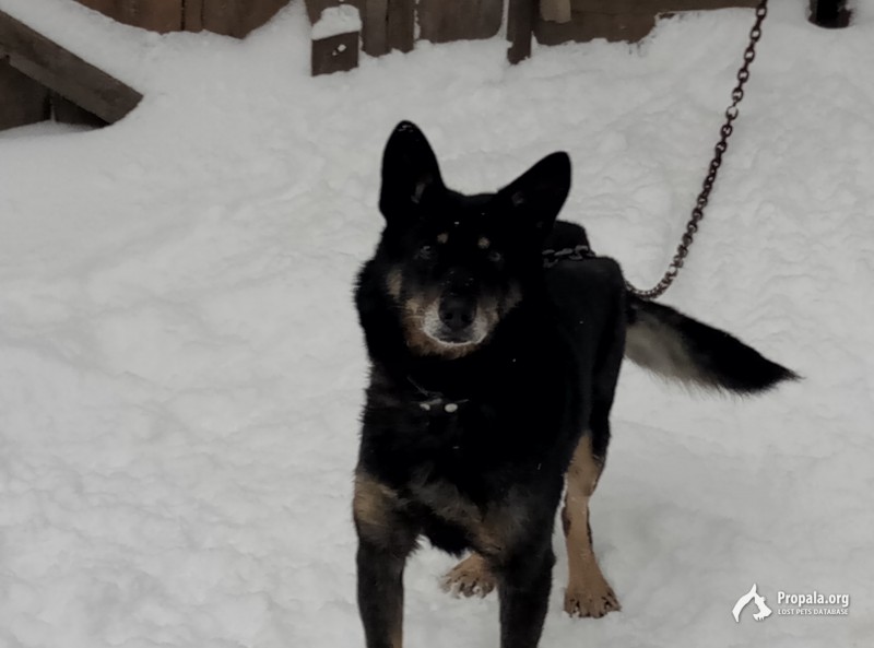 Потерялась собака