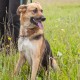 Отдаю в добрые руки собачку Валю.