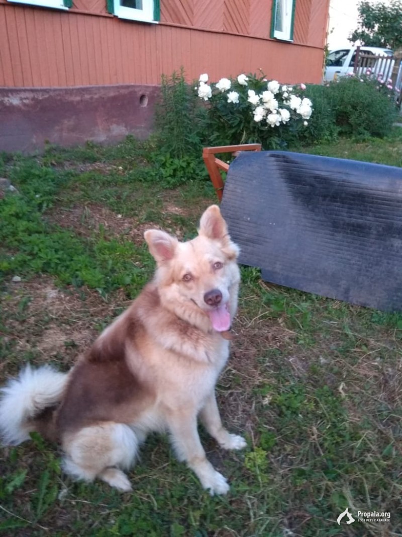 Пропала собака кобель 4 года добрый