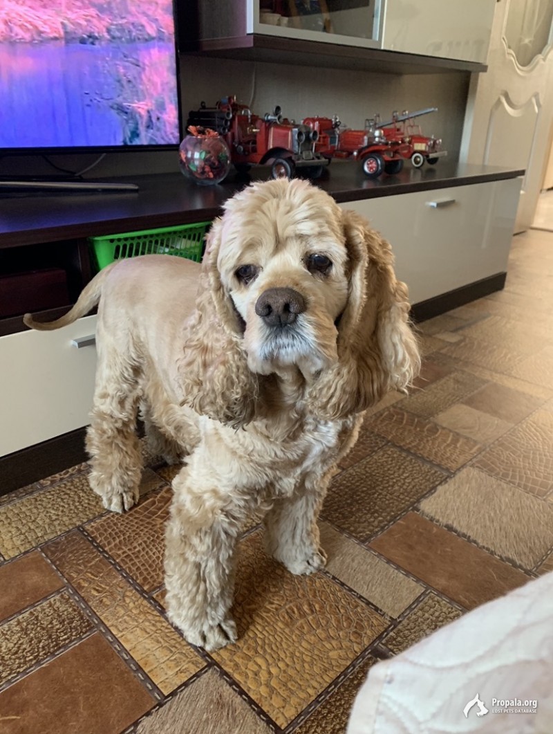 Пропала собака