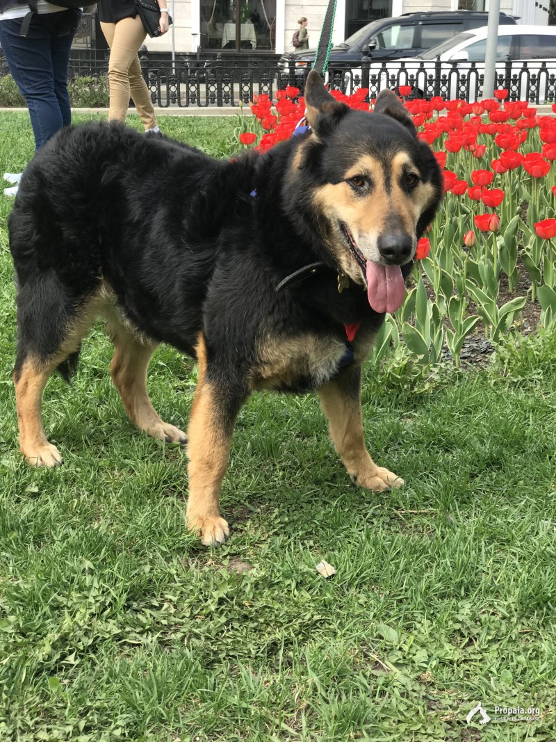 Пропала собака