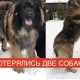 Пропали двое леонбергеров в г. Королев - вознаграждение
