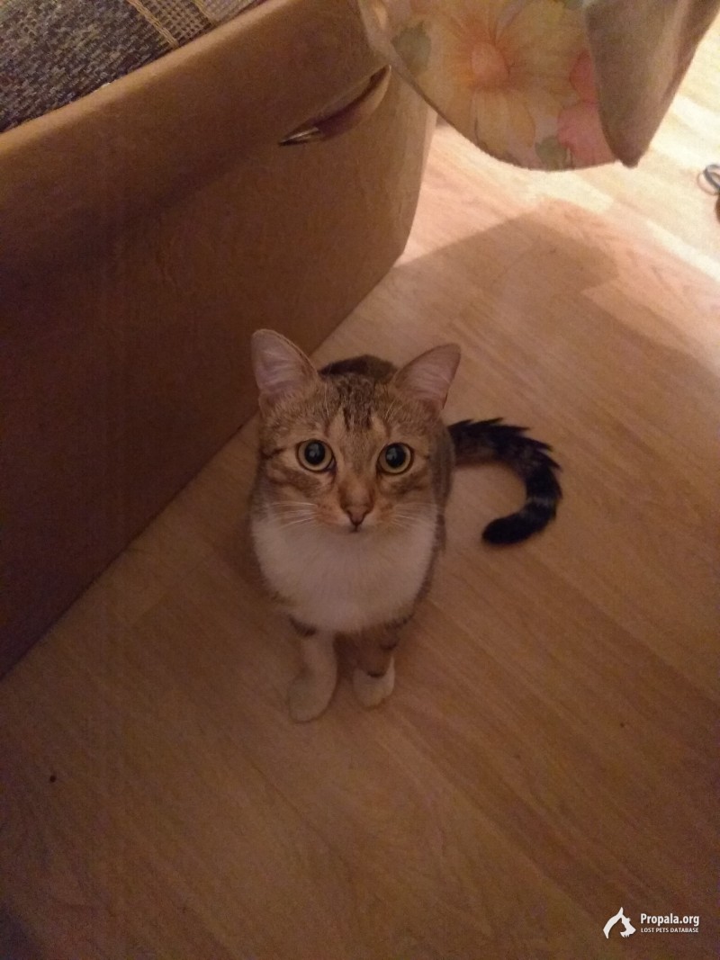 Подобран кот