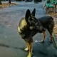 Найдена собака Черницынский проезд