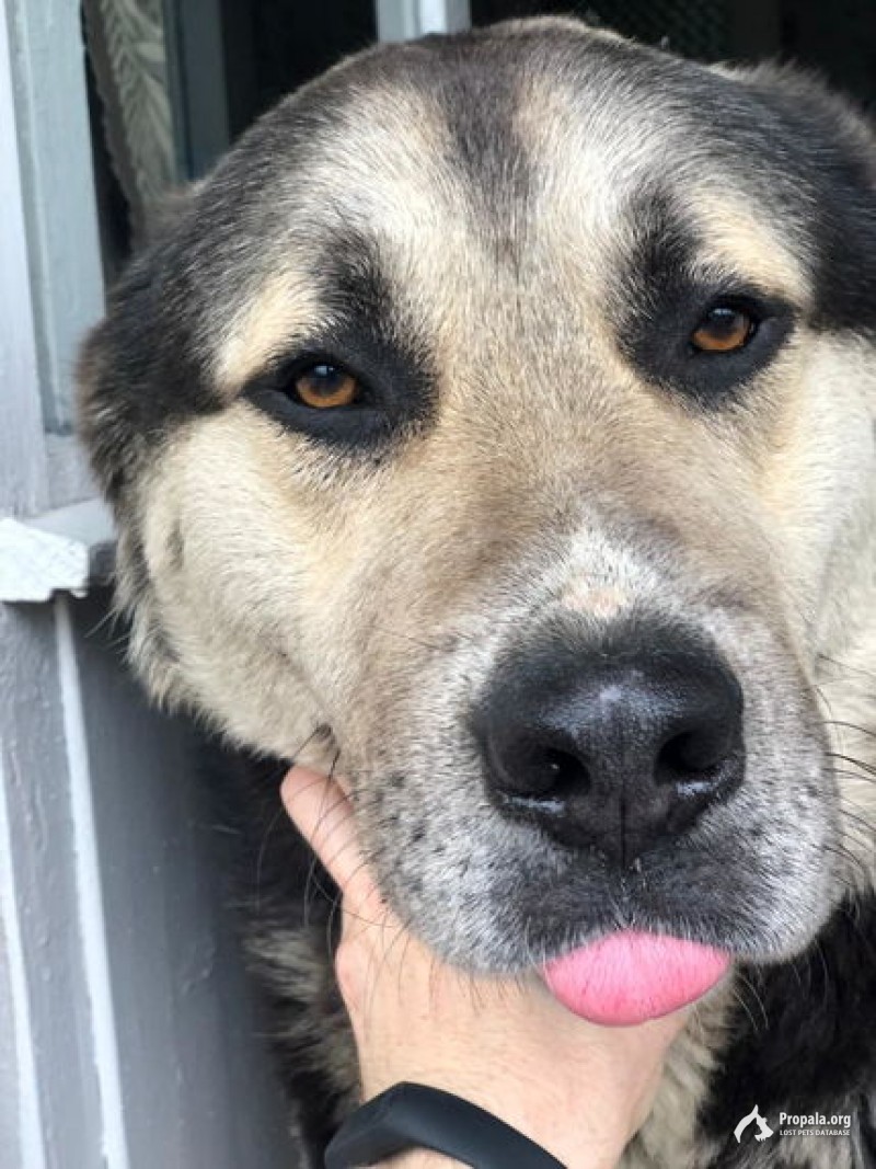 Найден крупный кобель в Московском р-не