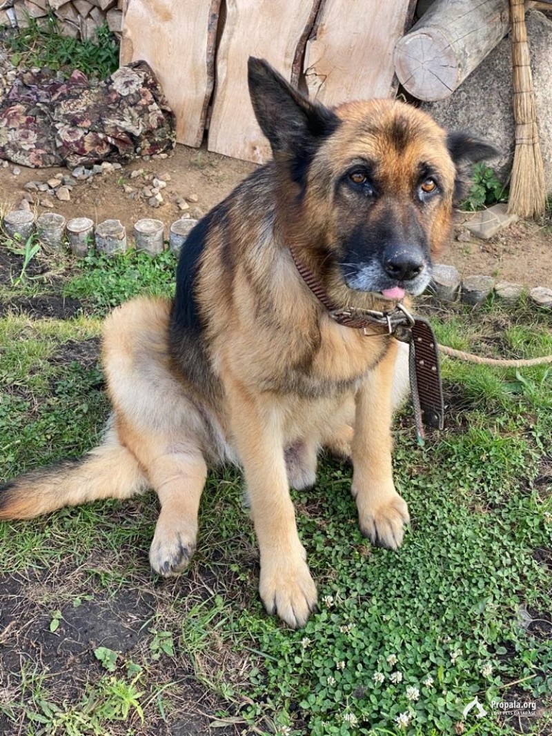 Найдена собака! Похожа на овчарку.