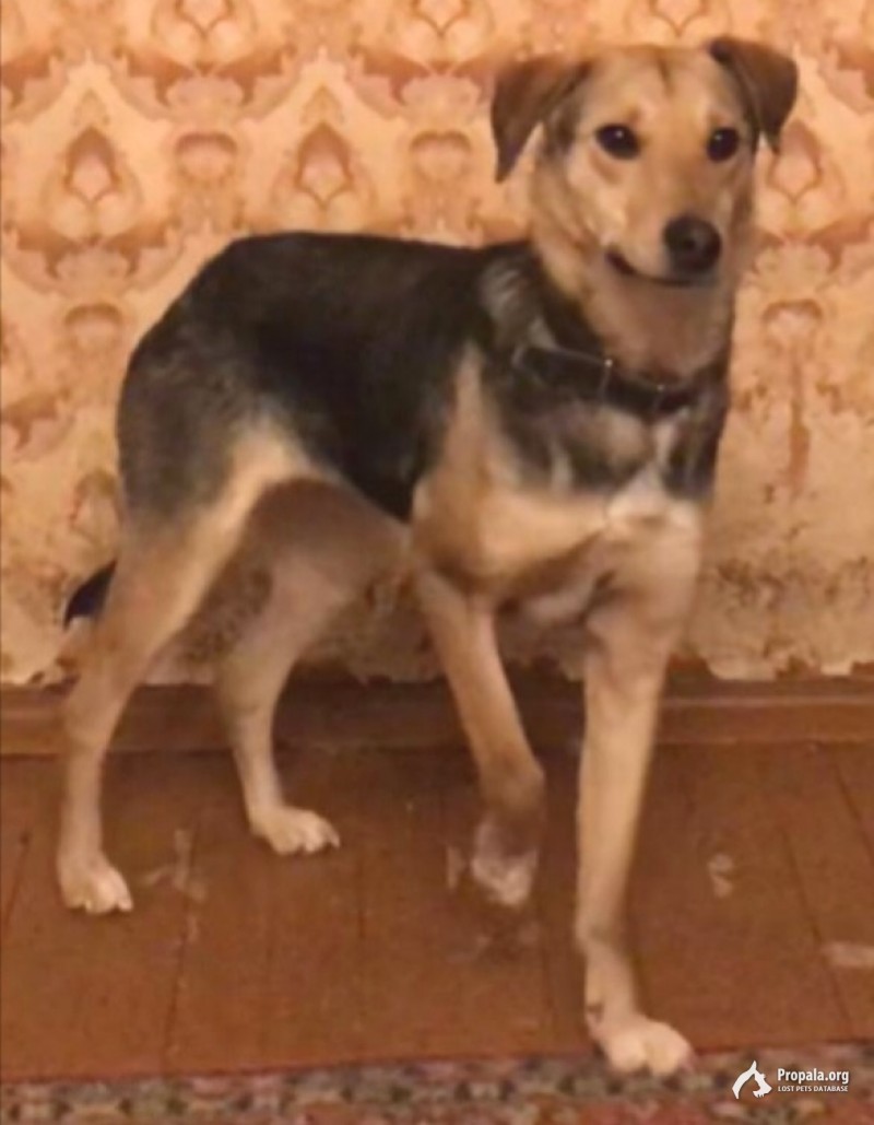 Пропала собака.