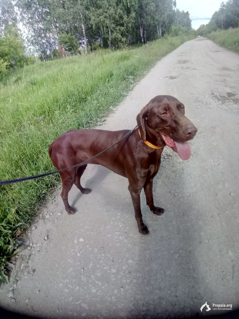 Найдена собака в пос.Зеленый Бор(Верхняя Пышма)