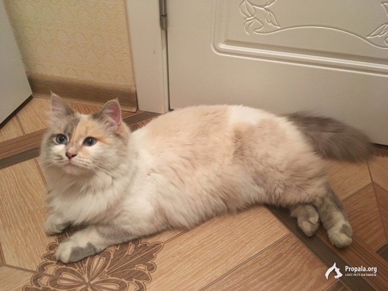 Пропала кошка!