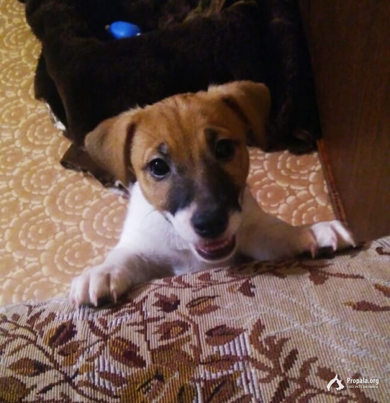 Пропал щенок джек-рассел-терьер, девочка 5 мес