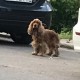 найден спаниель в г.Ногинск МО
