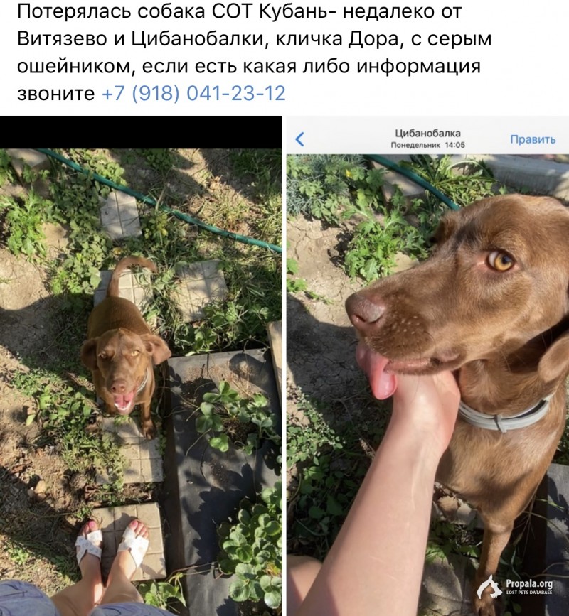 Пропала собака Анапский район, Краснодарский коай