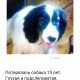 Пропала собака русский спаниель