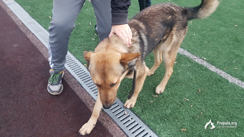 Найдена собака