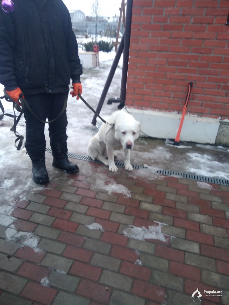 Найден алабай