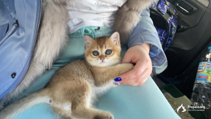 Пропал котёнок в результате дтп на минском шоссе 78 км