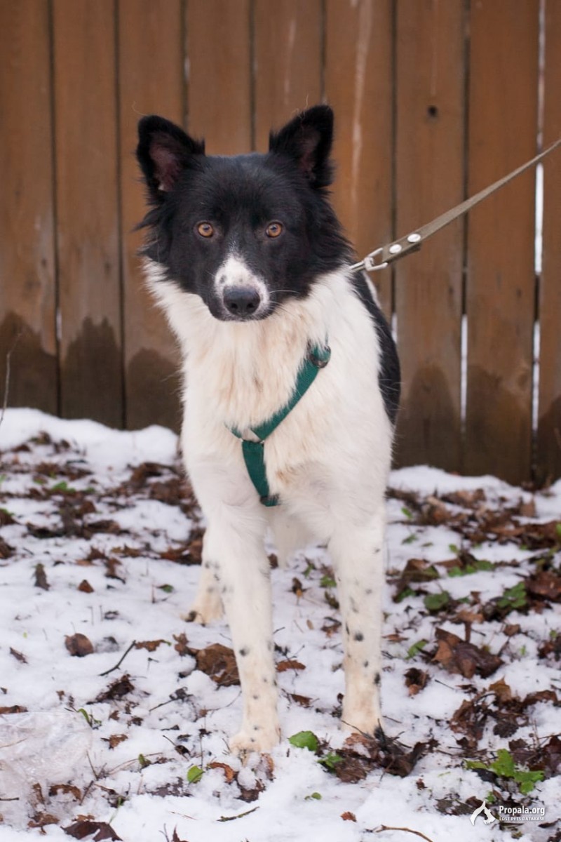 Пропала собака