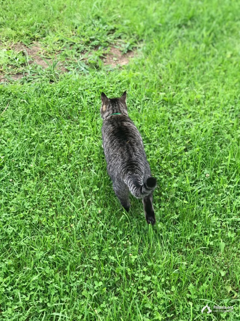 Пропала кошка Раменский район снт Дубрава