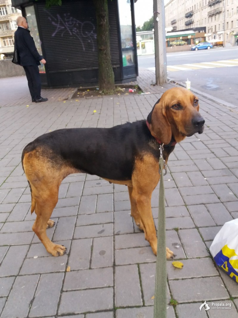 Убежала собака