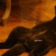 Потерялся черный кот