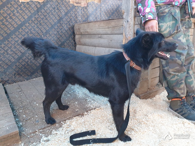 Байкал ищет дом!