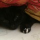 Пропала черная кошка с белым пятнышком на груди