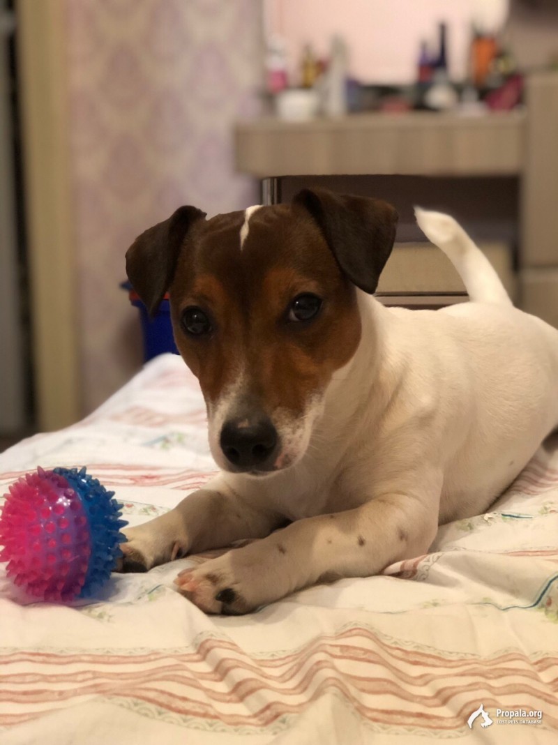 Пропала собака!джек-Рассел, Москва, на районе Люблино