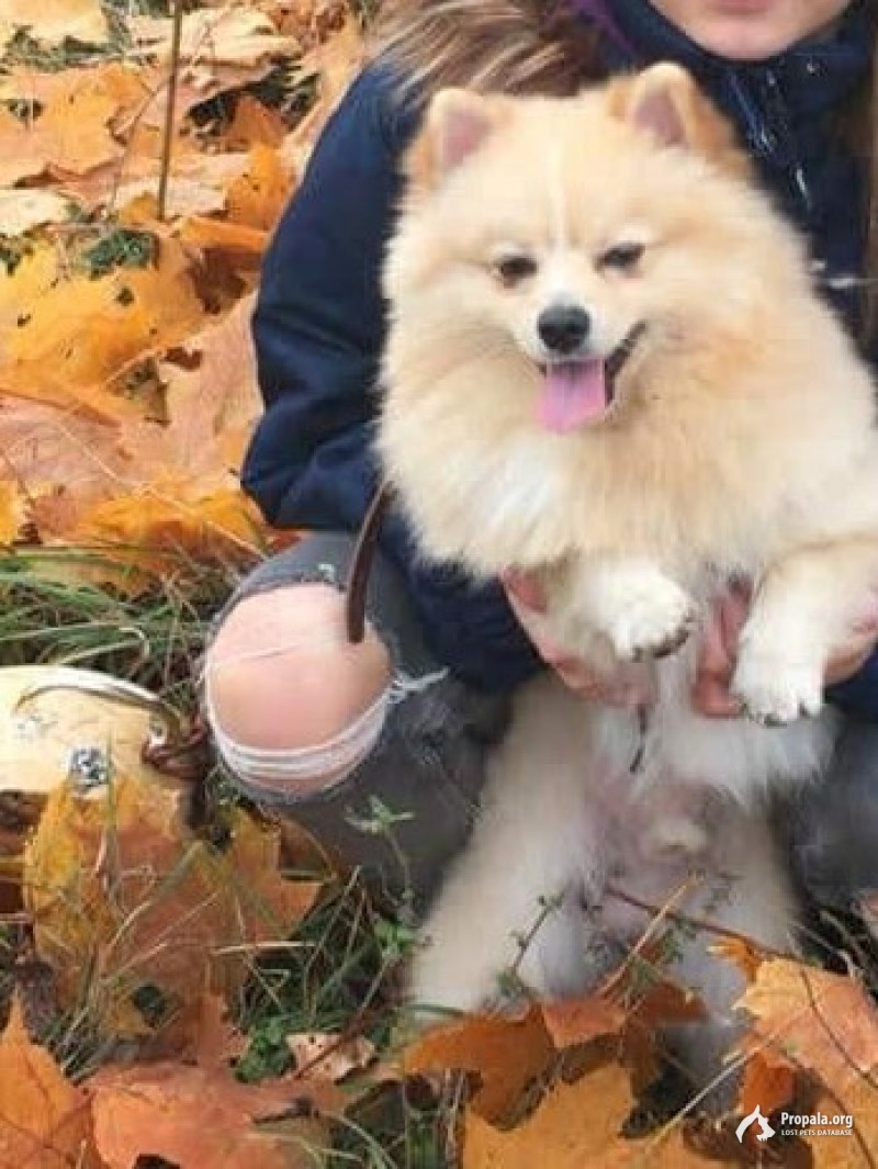 Пропала собака