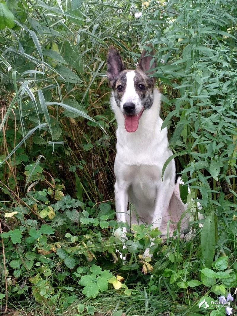 Пропала собака в деревне Марьино-3, Ногинский район