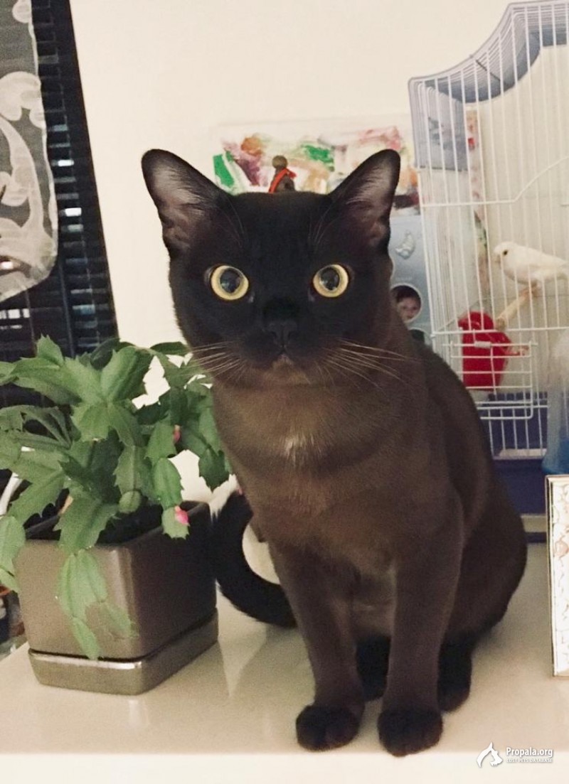 Пропал кот Барсик!