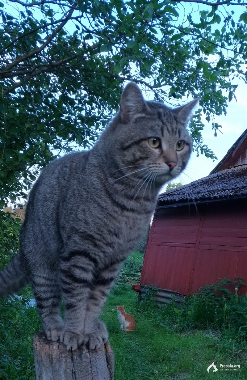 Пропал котик