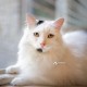 Роскошный молодой котик Балу в поисках семьи