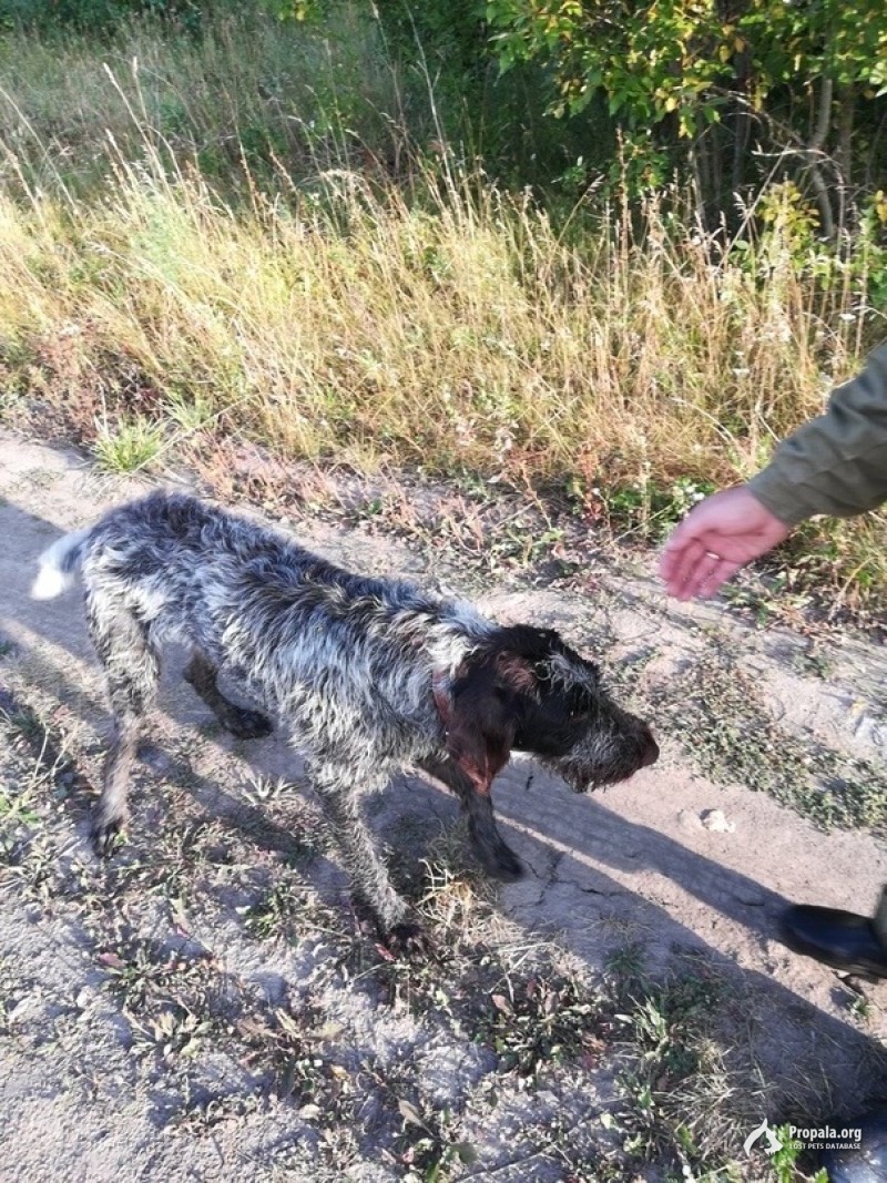 Пропал дратхаар