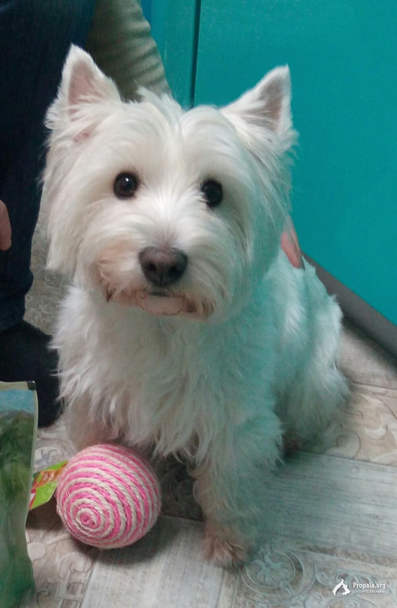 Пропала собака