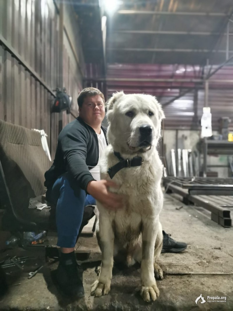 Потерялся алабай белый Граф Ленинградское шоссе