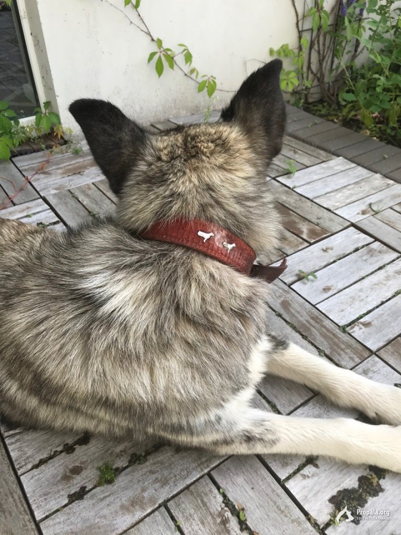 Найден пес. Район Белоостров-Песочный.