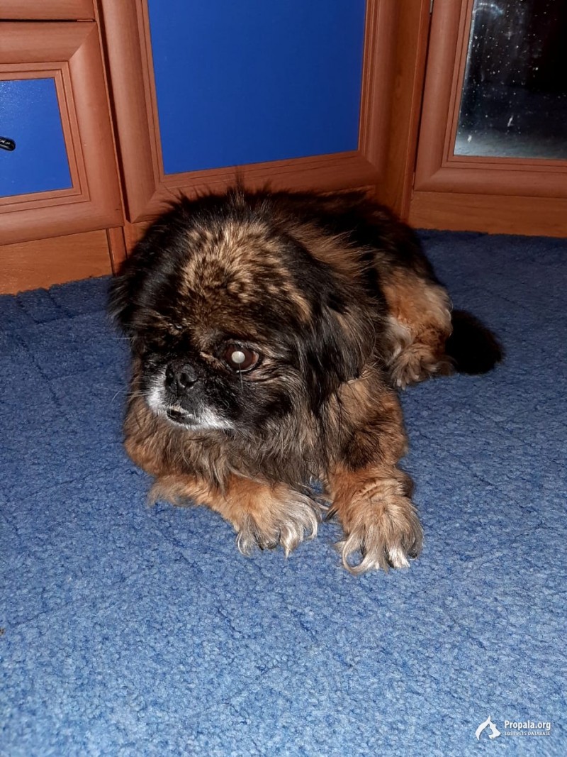 найден пекинес