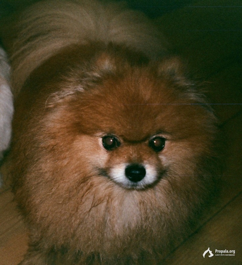 Пропала собака!!!мальчик,рыжый Померанский шпиц!!!!