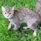 Найдена кошка! Розовый ошейник с колокольчиком