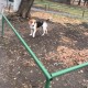 Найдена эстонская гончая