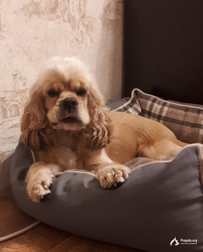 Пропала собака в Приморском крае посёлок