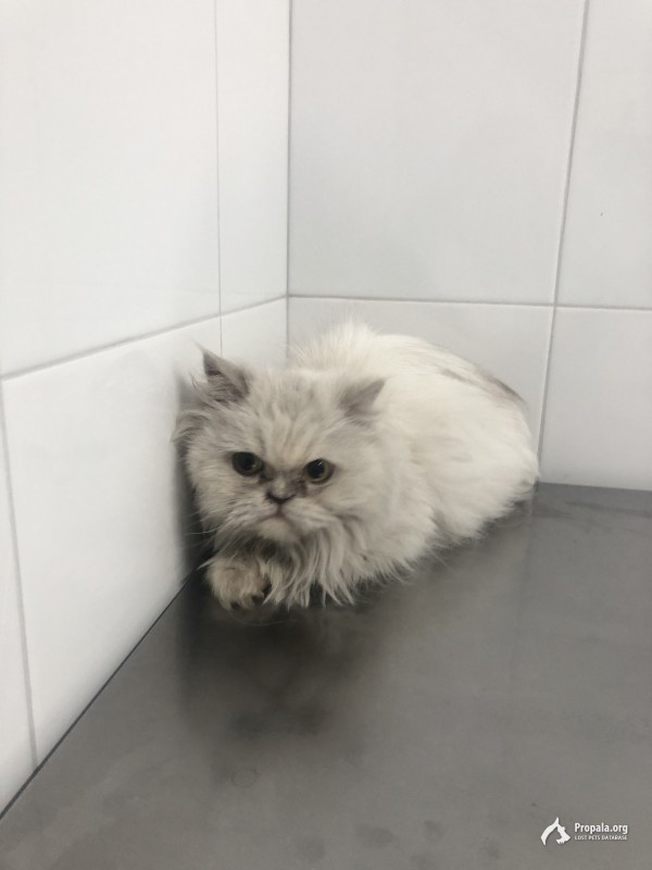 Найдена персидская кошка