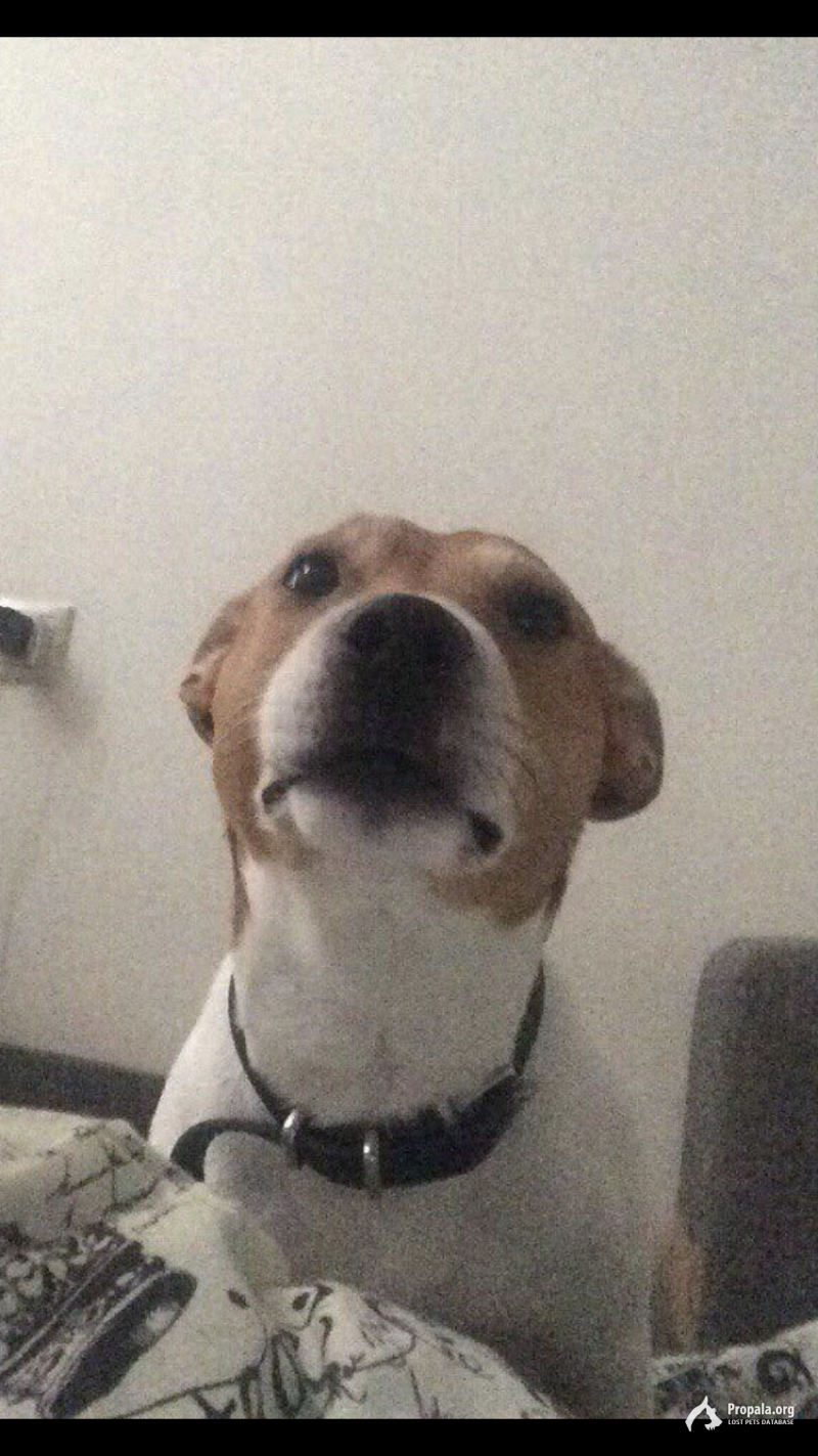 Потерялся джек рассел